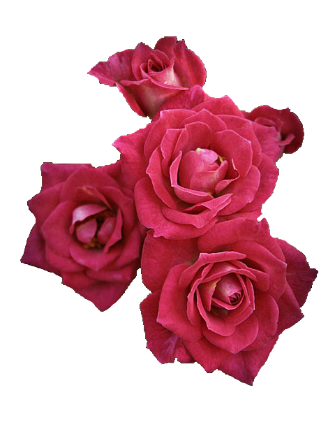 当日、出勤枠(茅ヶ崎店)