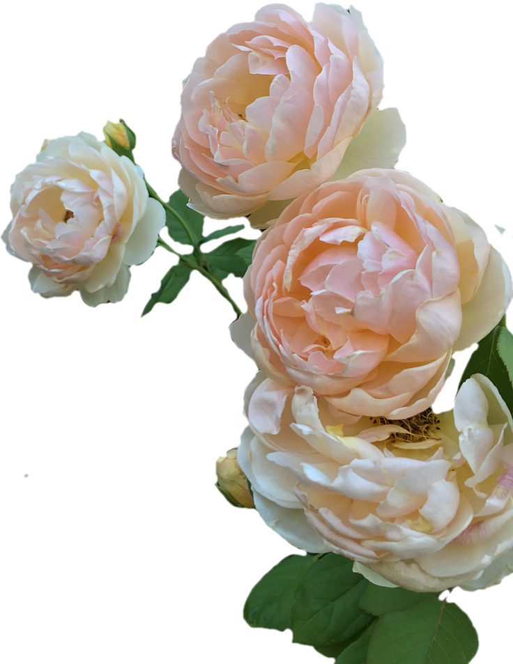 当日、出勤枠(湘南台店)